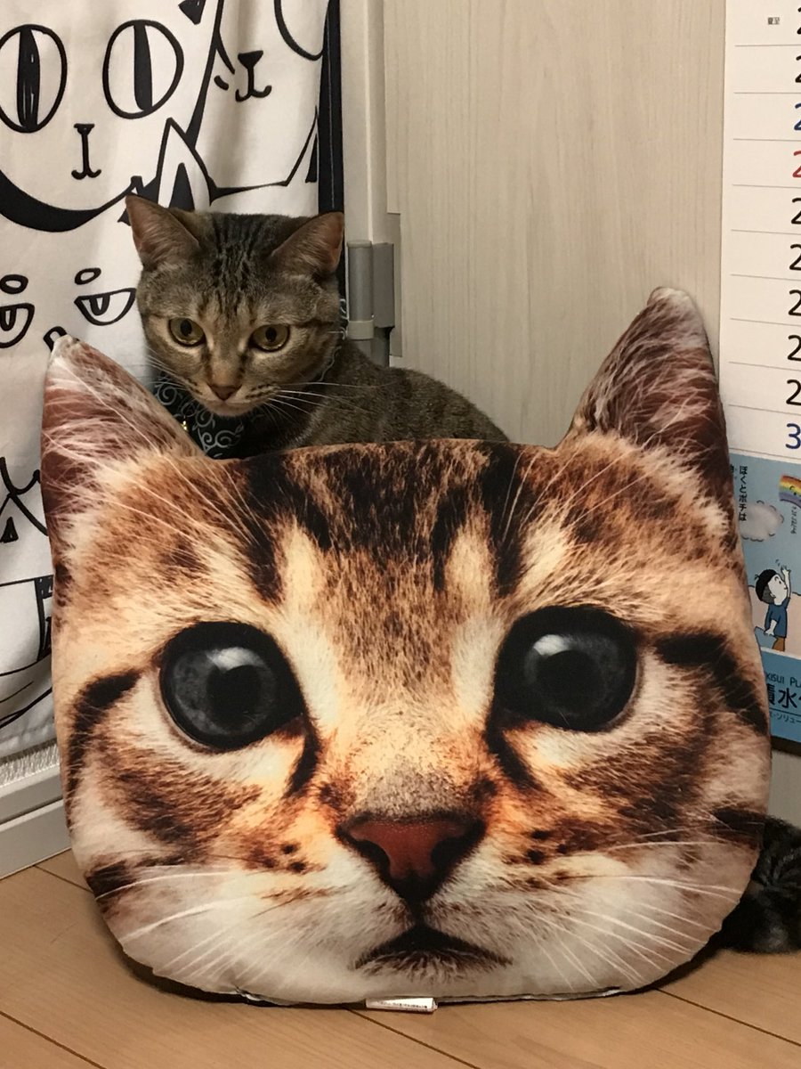 【ダイソー】犬・猫用のクシ(ブラシ)で ...