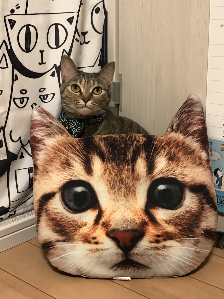 18年8月第4週 ダイソー100円グッズ Twitterパトロール Daiso ダイソー