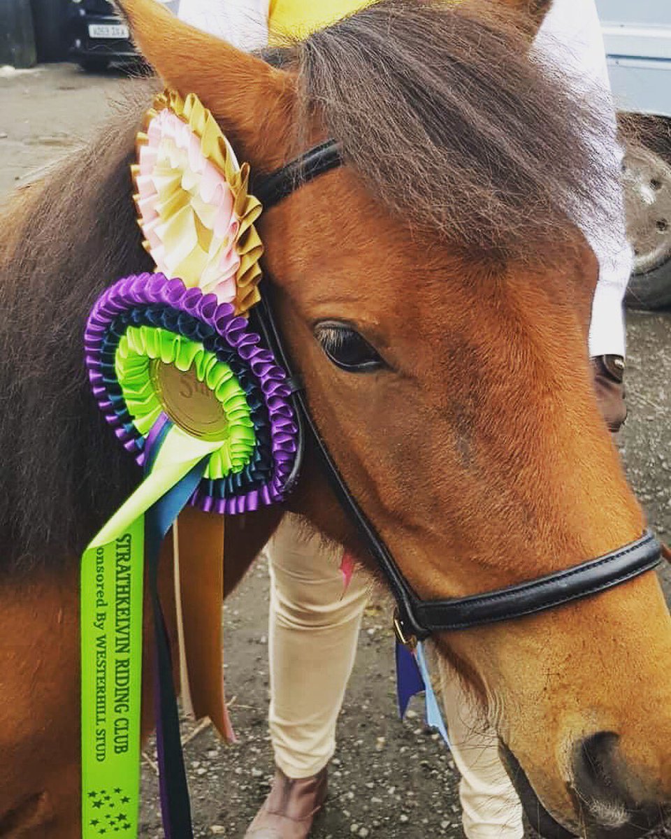PonySkyros's tweet photo. Doesn’t she just melt your heart? #adara #skyrian #skyrospony #winner #cute #horse #equestrian https://t.co/rOnXaDNiMN