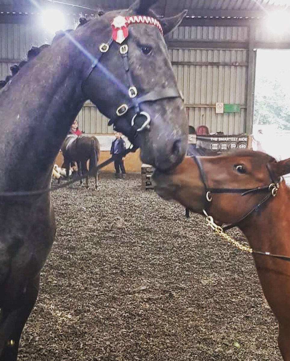 PonySkyros's tweet photo. Making #friends #adara #equestrian #bigandsmall #sizedoesntmatter https://t.co/EsbkKw38hb