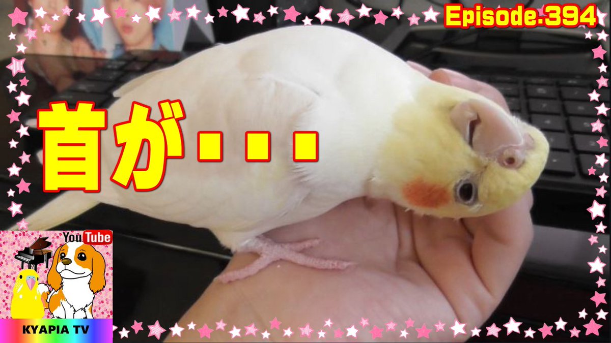 犬とインコKYAPIA TV (KYAPIA_TV) Twitter