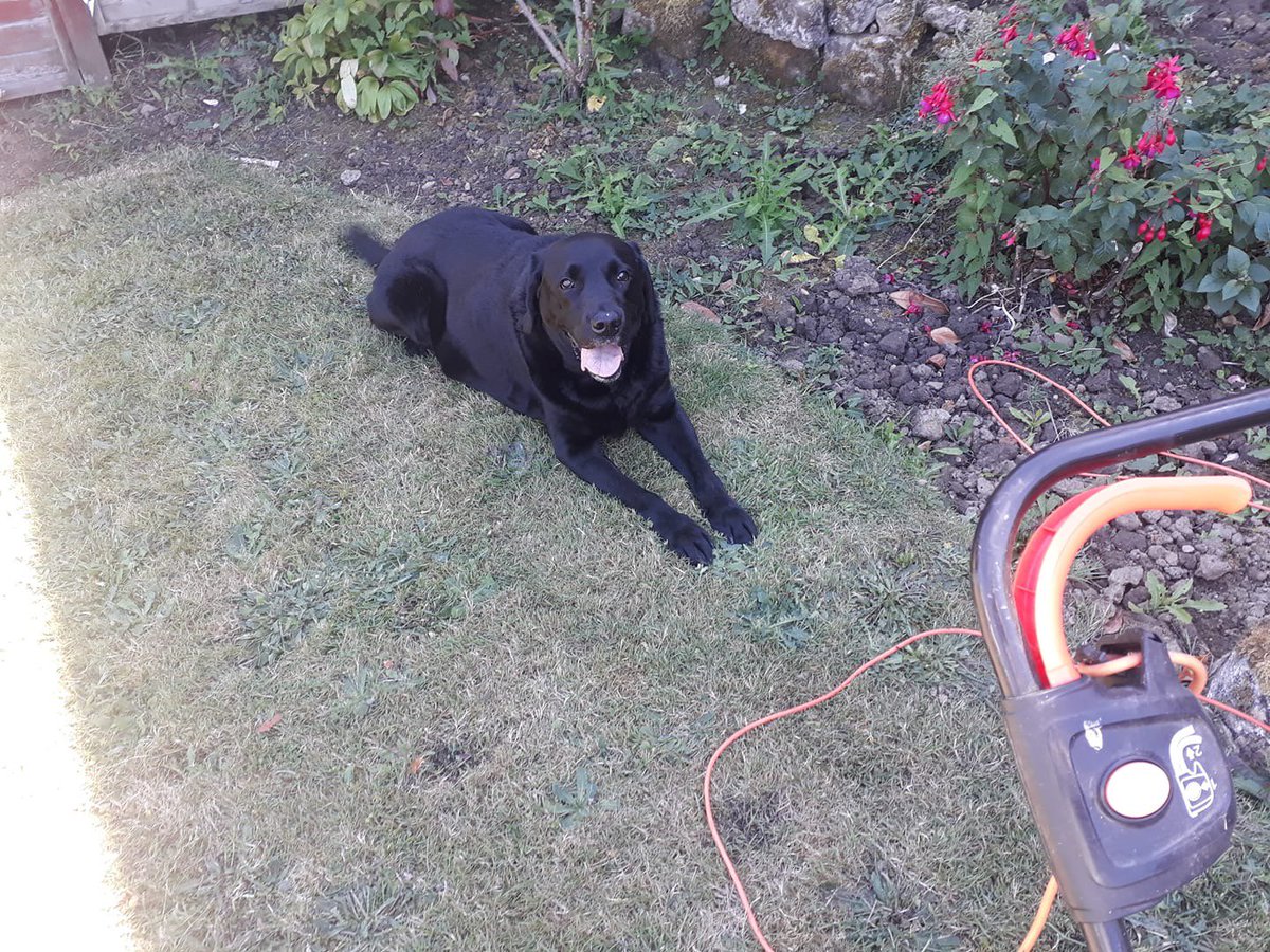 AnchorageGarde1's tweet photo. We had a rather strict supervisor on this job a few weeks ago.
#dogsoftwitter
#gardening
#labrador
#strictboss https://t.co/f2YbxknrAI