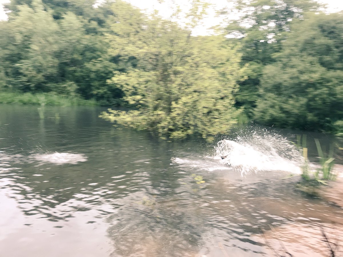 RPDQuest's tweet photo. I love rest days as I get to go swimming in the pond itโs so much fun. I love jumping in after my kong. Iโm very lucky to have a pond at the bottom of the field next to our house ๐พ๐พ #SaturdayMorning #PoliceDog #restdayfun ๐พ๐พ https://t.co/fnH4sWDcbi