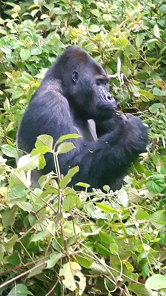 Are you planning a trip to #Rwanda? Rwanda Gorilla is here for you <a href="/gorillacd/">Virunga National Park</a> <a href="/ParksUganda/">Uganda NationalParks</a> <a href="/gorilla_tours/">Africa Travel</a> <a href="/NatGeo/">National Geographic</a>