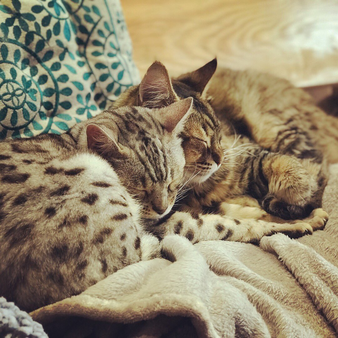 CatVillageNorth's tweet photo. Saturday snuggles 😻🐾 #cvn #catvillagenorth #catcafe #coffeeshop #kosta #timali #catrescue #catsofinstagram #instacat #cat #bengal #snuggles #cattherapy #relaxed #shhh #chesterfield #sheffield #peakdistrict #donotdisturb #sleepykitty https://t.co/ocx6kR3LU8