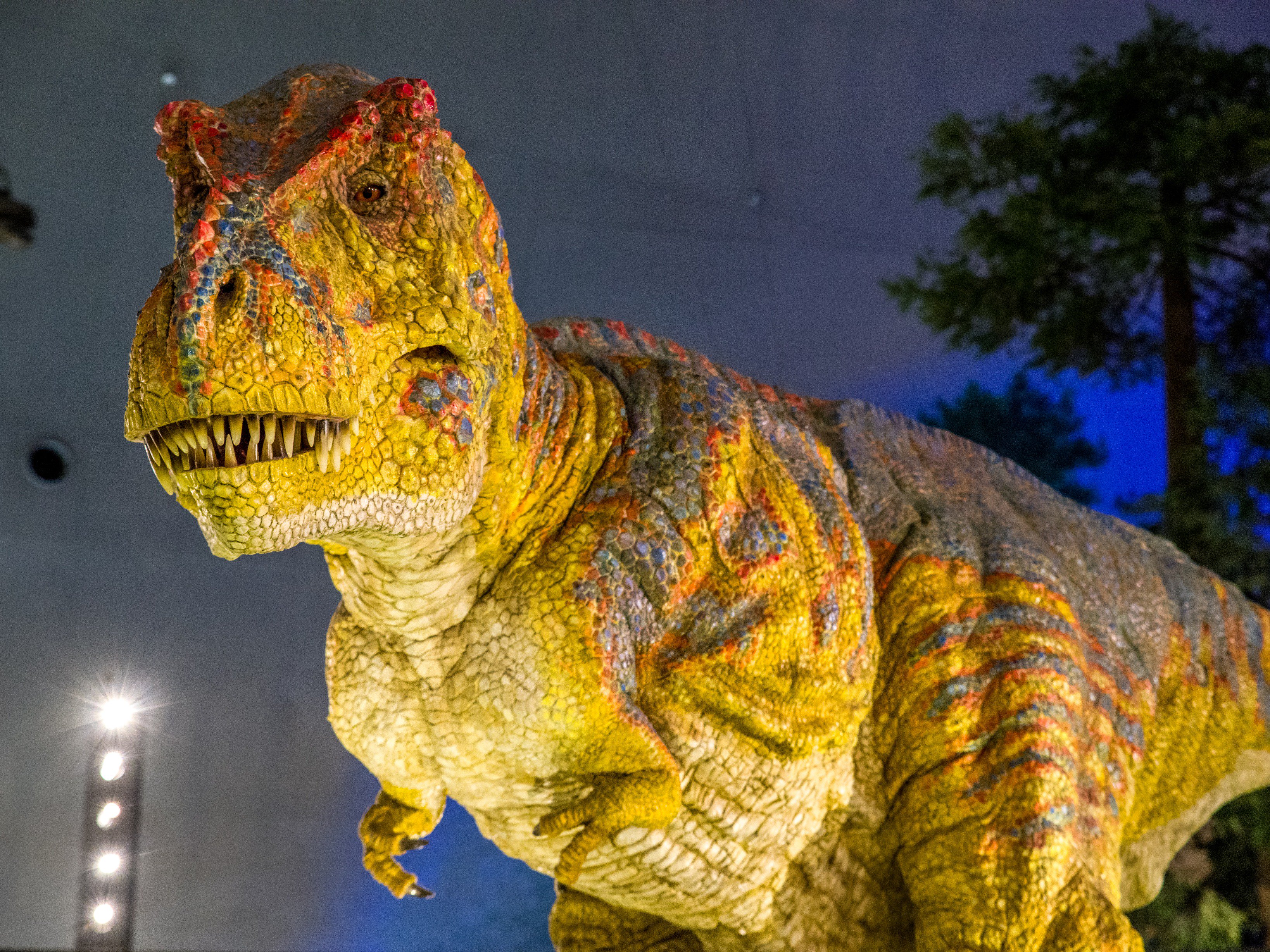 なめこ坊主 福井県立恐竜博物館にて ティラノサウルスのアニマトロニクス 動きも咆哮もリアルで本物みたいだった 本物見たことないけど T Co Nlmznxr7dd Twitter