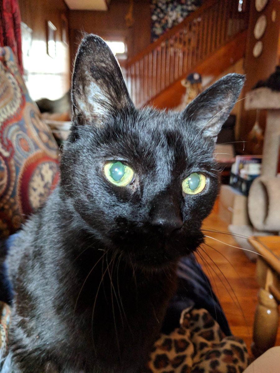 oakgiraffes's tweet photo. @CassieJFox He does. Here's a picture of our other black cat. His name is Thor and he is 16 years old. The only thing that shows his age, is his one white whisker. He used to be weigh 30lbs. I have worked with his diet and he now weighs 15 pounds. https://t.co/uV0VeTlkxH