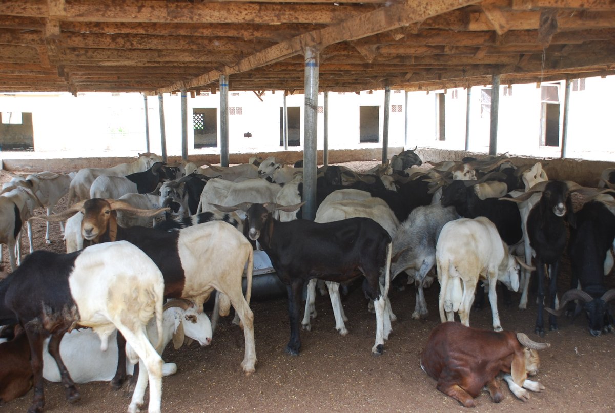 mohammedswot1's tweet photo. SWOT C.E.O @kujarima Hajiya Nana  2day 18 August distributed RAM as 2018 EDIL-KABIR SALLAH Gift 2 Tsangaya Teachers (Ulamas), Widows &amp; Orphans. The occasion took place @D Multipurpose Hall @GHMaiduguri  she urge the Ulamas 2pray 4 lasting peace in Borno @Insidearewa @FBShehu https://t.co/NZ4T6Dkzof