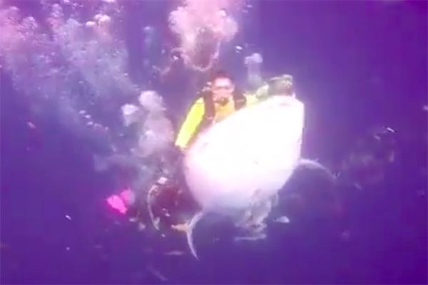 Sharks4Kids's tweet photo. Police Arrest Divers for Riding Whale Shark https://t.co/esbgobmVtK https://t.co/rP9tfMr7Yt