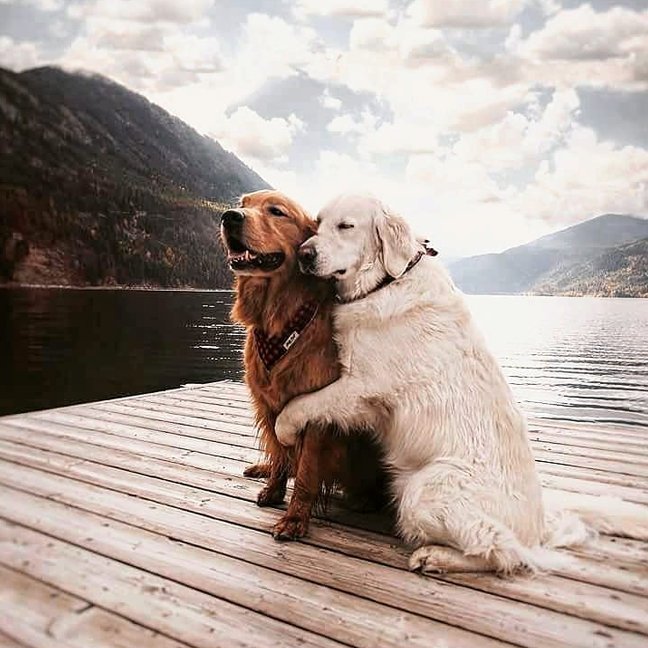 Hugs please! #imahappypet