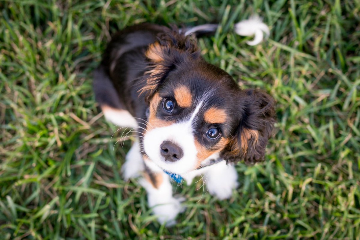 AlliesPetCorner's tweet photo. We have a large assortment of puppies ranging from 8 weeks old &amp; older. Each puppy is given a full physical and their puppy shots by our vet, and they also come with a folder containing puppy info, breeder information, vet records &amp; all NYS requirements. 
 https://t.co/BgVJgHe5QZ https://t.co/gRunTzxSmD