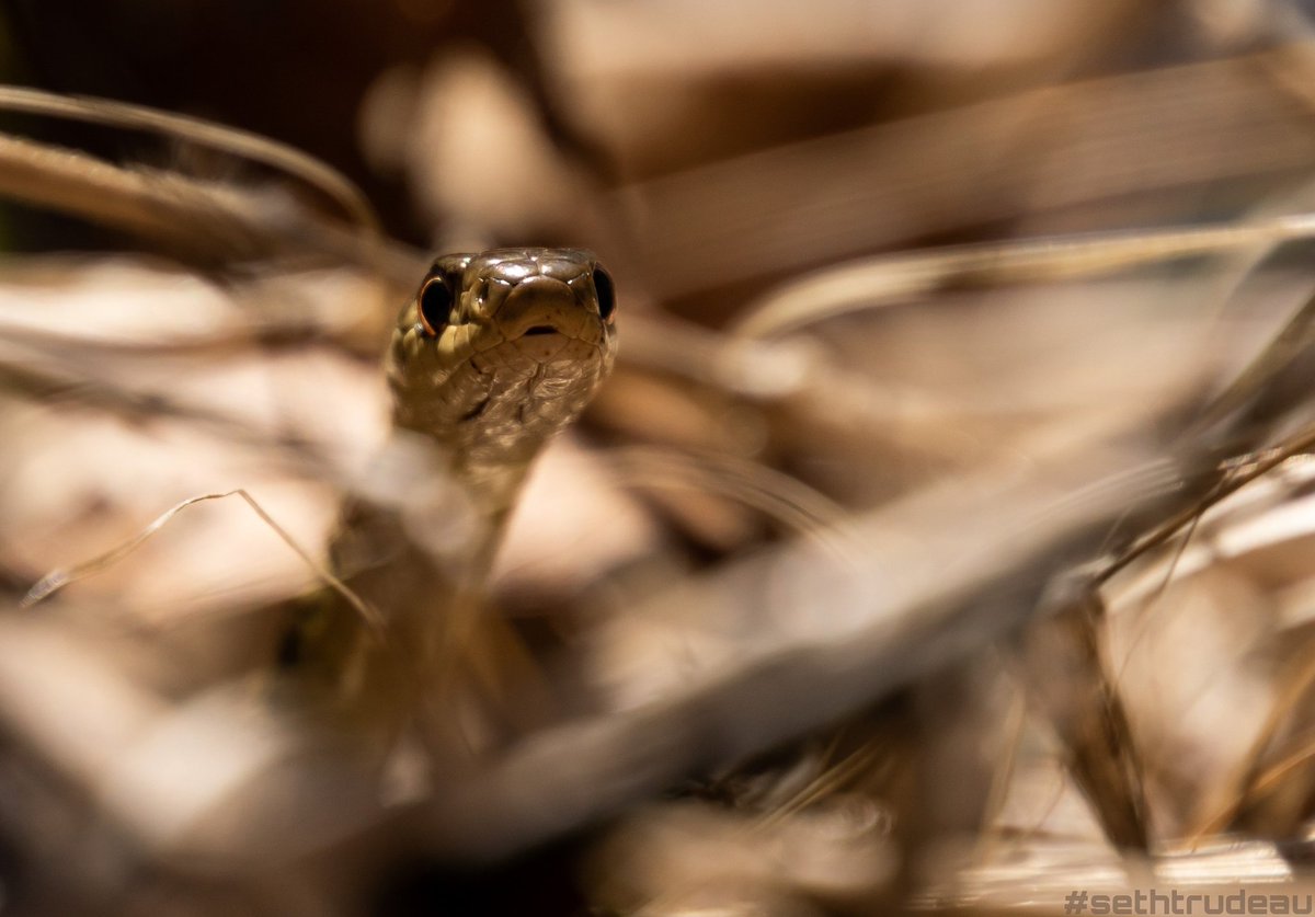 ~Hidden~

#snake #outdoors #animals #wild #camouflage #sethtrudeau #nature #naturephotography #wildlifephotography #newengland #massachusetts