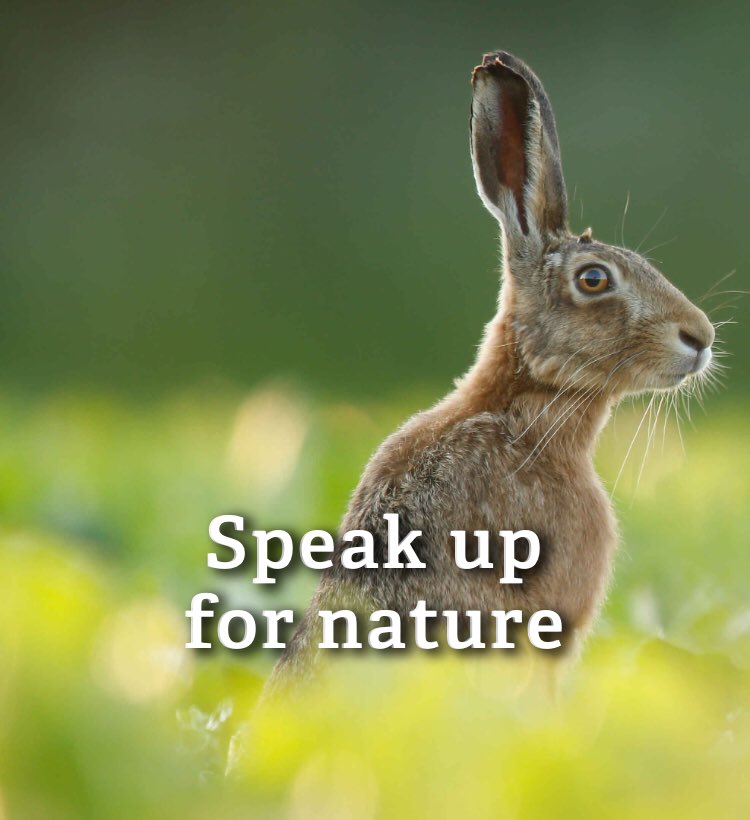 We’ve lost 56% of wildlife. Tell the Government you support a new countryside policy that puts a stop to this trend and protects nature #WeNeedNature #WilderWales by taking 1 minute to sign up via this link ow.ly/XwbO30lrxjI