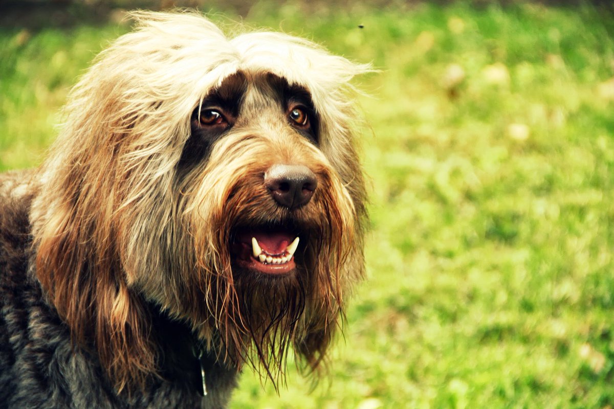 MC_OConnor's tweet photo. My Rescue Labradoodle, Mulligan... he may be part human. We're not sure. #Labradoodle #DogsofTwittter #rescuedog #parthuman #humanfacedog #human #dogs https://t.co/bs0c6cpPZI