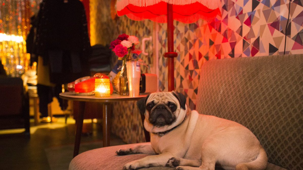 Florida cracks down on canine friends in brewpubs bit.ly/2L2N4oL https://t.co/cKsqFj3mom