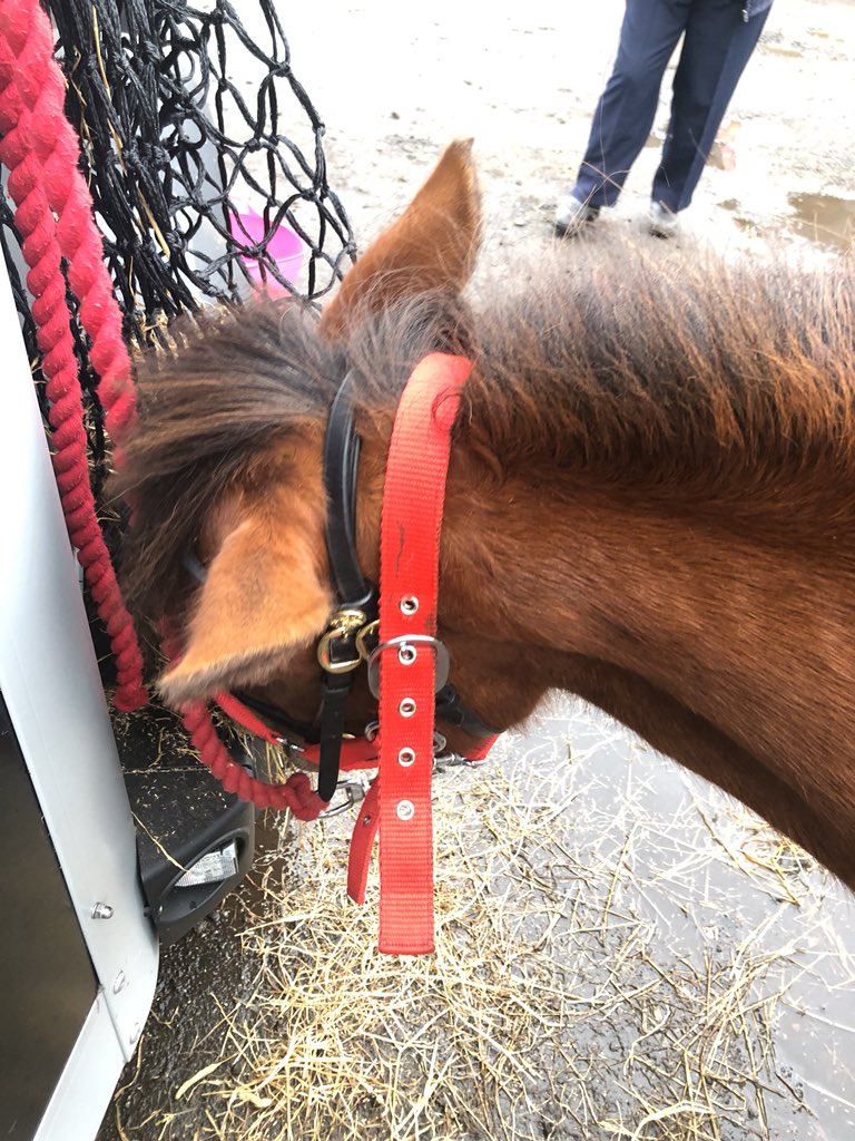 PonySkyros's tweet photo. Well, well, well! Two firsts and one fifth so far! Onto the championship! #show #inhand #teamskyrian #adara #winner https://t.co/7yBqlbTOFh
