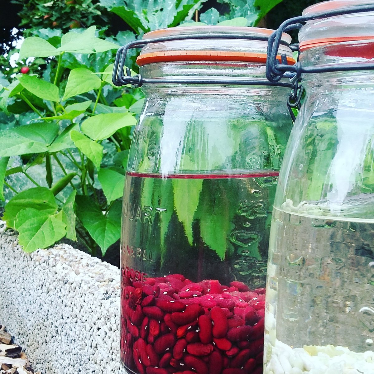 Pulse_Shack's tweet photo. Weekend! Tijd ⏰ om je #boontjes in de week te zetten en te koken! Zo kan je aankomende week snelle, makkelijke en voedzame #maaltijden op tafel zetten.
#peulvruchten #bonen. https://t.co/GLFAEICuqP