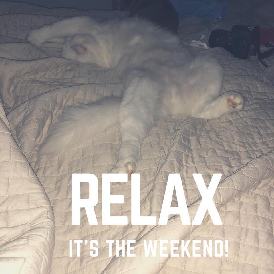 kimberlyhaney's tweet photo. My Butterfly Pillow
Published by Kimberly Haney
15 mins via Instagram · 
 
Don't mind us... we'll just be turning off the alarm clocks!
.
.
.
.
.
.
.
.
.
.
.
.
.
.
..
.
.
.#weekend #weekendvibes #sleep #sleepingin #cat #deafcat #catsofinstagram #snooze #noalarmsplease https://t.co/Th2GDLFcAU