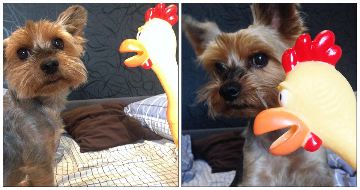 ShadeDesign's tweet image. I have a guest-rubber chicken! Now I&apos;ll go play with her🍗🐔🐕😉
#Yorkie #Yorkshire #YorkshireTerrier #Dog  #puppy #doglovers #DogLife  #CuteDog #LoveYorkie #loveDogs #LoveYou #FunnyDog #CuteYorkie  #sweetLife #funPics #pets #love #puppylove #chicken #rubberToy #rubberChicken