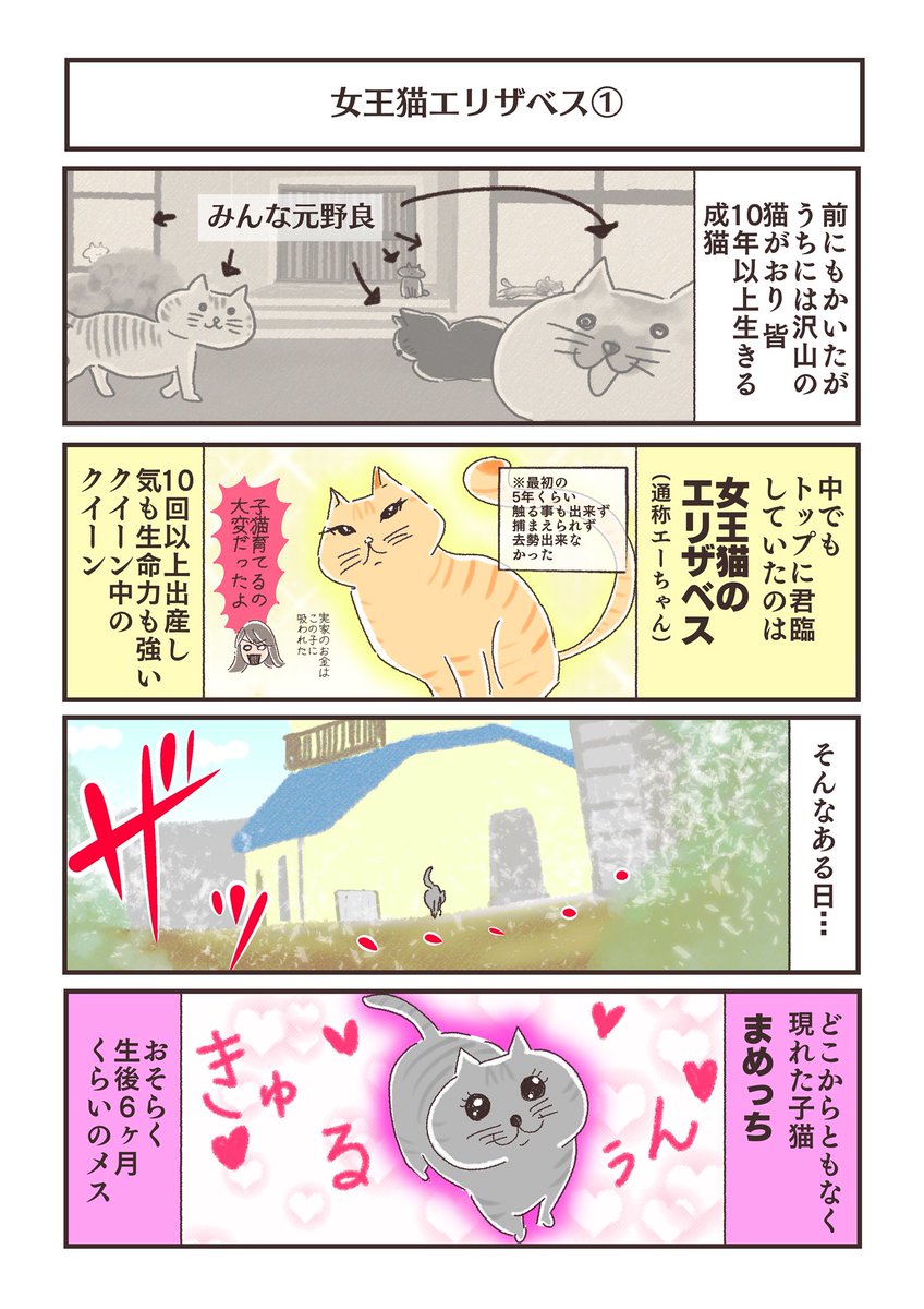 まるで人間社会の縮図のよう  #タマラんちの猫 #猫 #お局 