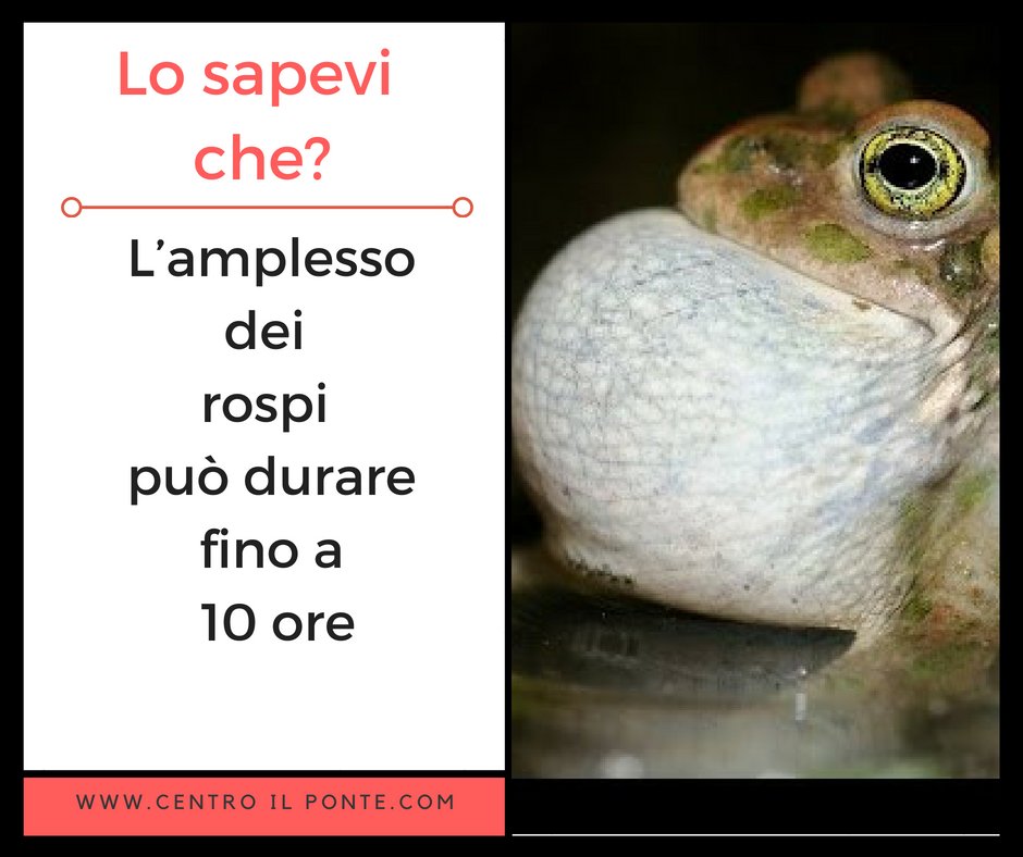Nuove curiosità!
#centroilponte #sexnews #losapeviche #rospo #amplesso #etologia
