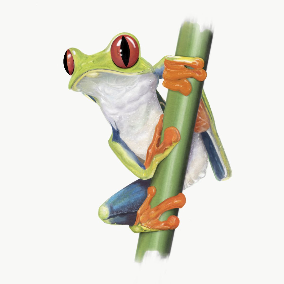 LeeDaines's tweet photo. Tree Frog finally complete, approximately 40 hours.  Created using Photoshop Sketch @AdobeDrawing @Behance #adobesketch #adobe #adobedrawing #illustrator #illustration #realism #frog #treedrog #ipadpro #applepencil

Can find the original photographer so credits to @postalloveshop https://t.co/BZJF35zn63