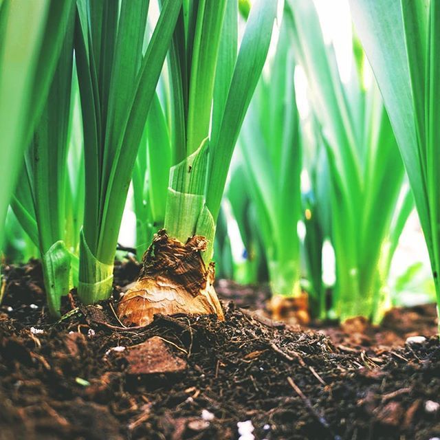 Food security and nutrition rely on healthy #soils. They're the foundation of our food systems. 

#FutureofFood #ZeroHunger