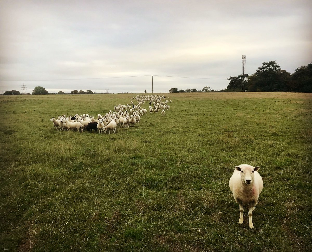 meandeweblog's tweet photo. #Delilah #leaderoftheflock #loveher #sheep365 https://t.co/ggYqf2S2gk