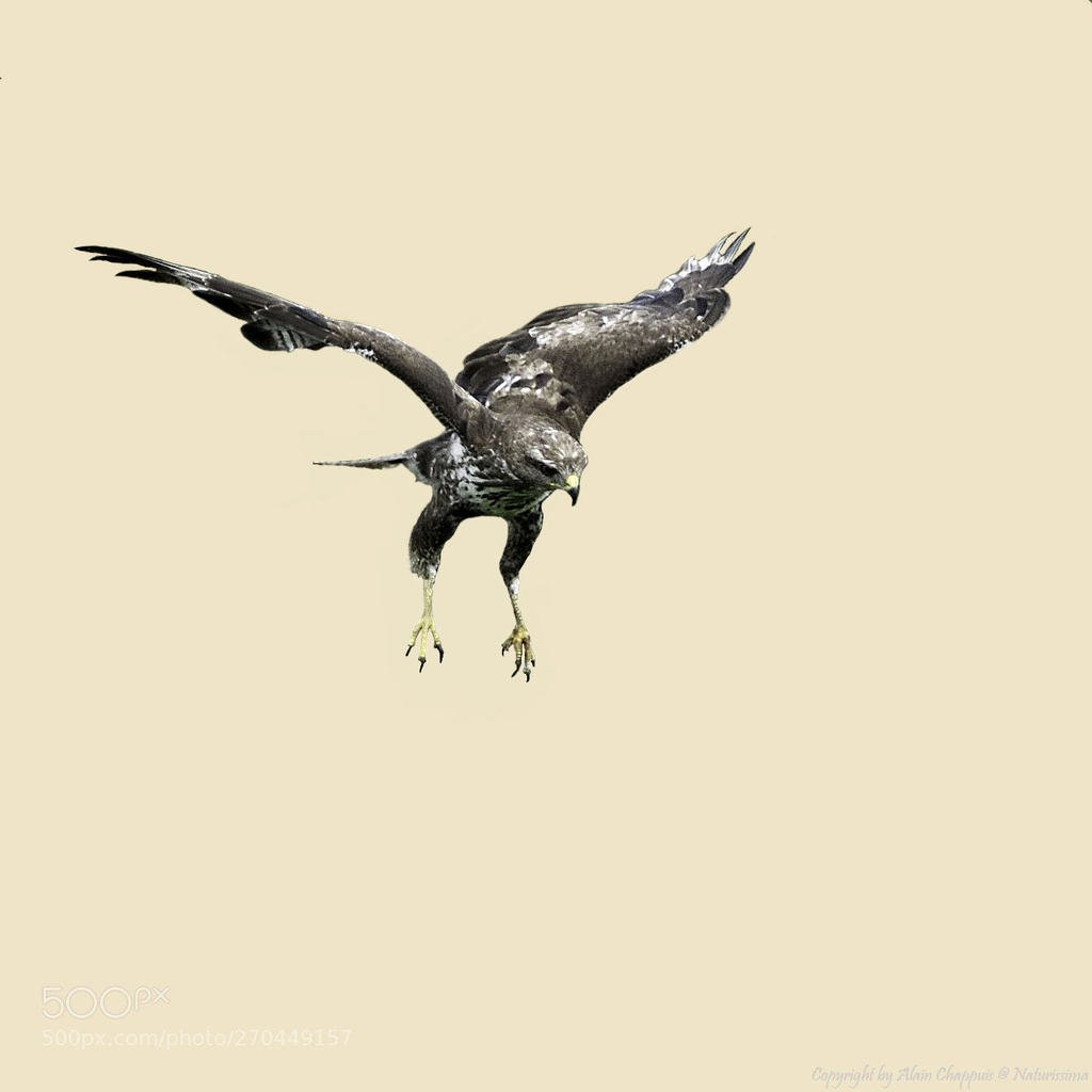 DrBicentenario's tweet photo. Buse variable - Common Buzzard - Buse variable en détourage de fond!
Common Buzzard in background clipping! - RT y Sígueme https://t.co/7jrEFuspBM