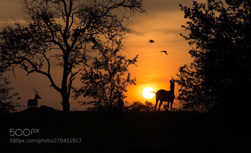 DrBicentenario's tweet photo. ...just another day in paradise !
(Impala, Zebra and more...) - Sunset in Selous National Park, Tansania - RT y Sígueme https://t.co/xTzfmCsakz
