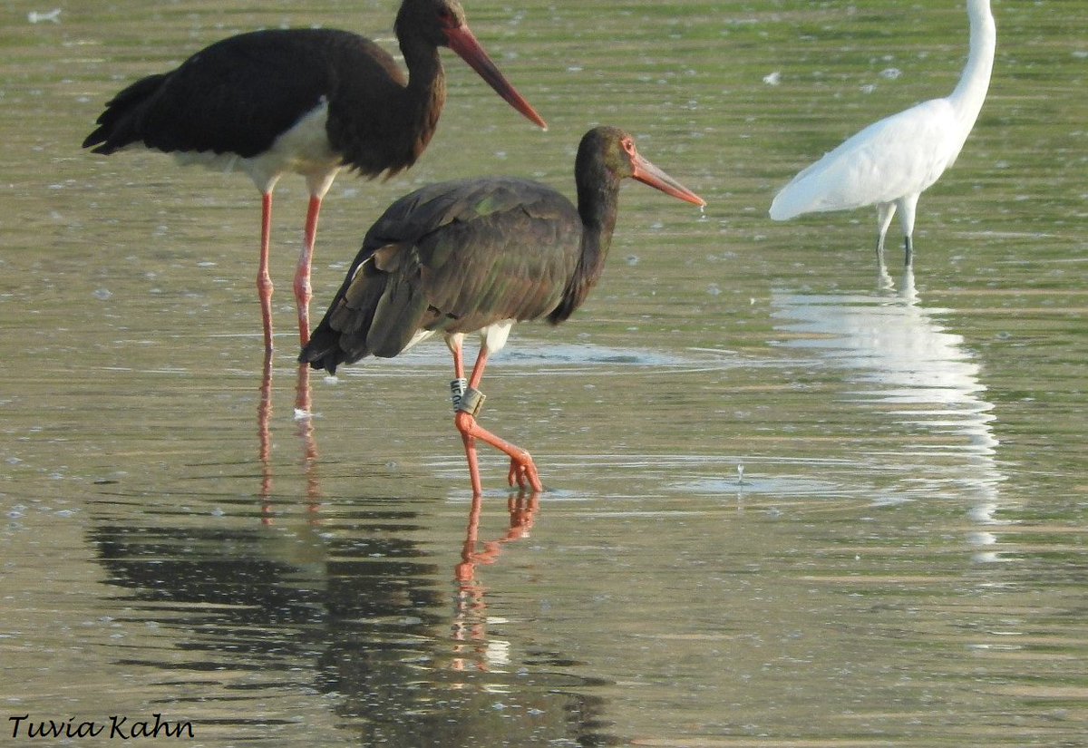 BirdingCenter's tweet photo. This black stork was ringed in Kfar Ruppin (Bet Shean Valley) in 2002. it was recorded breeding in the northwestern Ukraine this April. the bird was observed and photographed this morning, at the Kfar Ruppin fishpools. https://t.co/frnncc7cvP