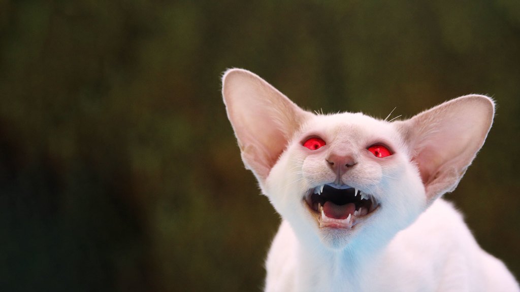 The Fakist News tweet media