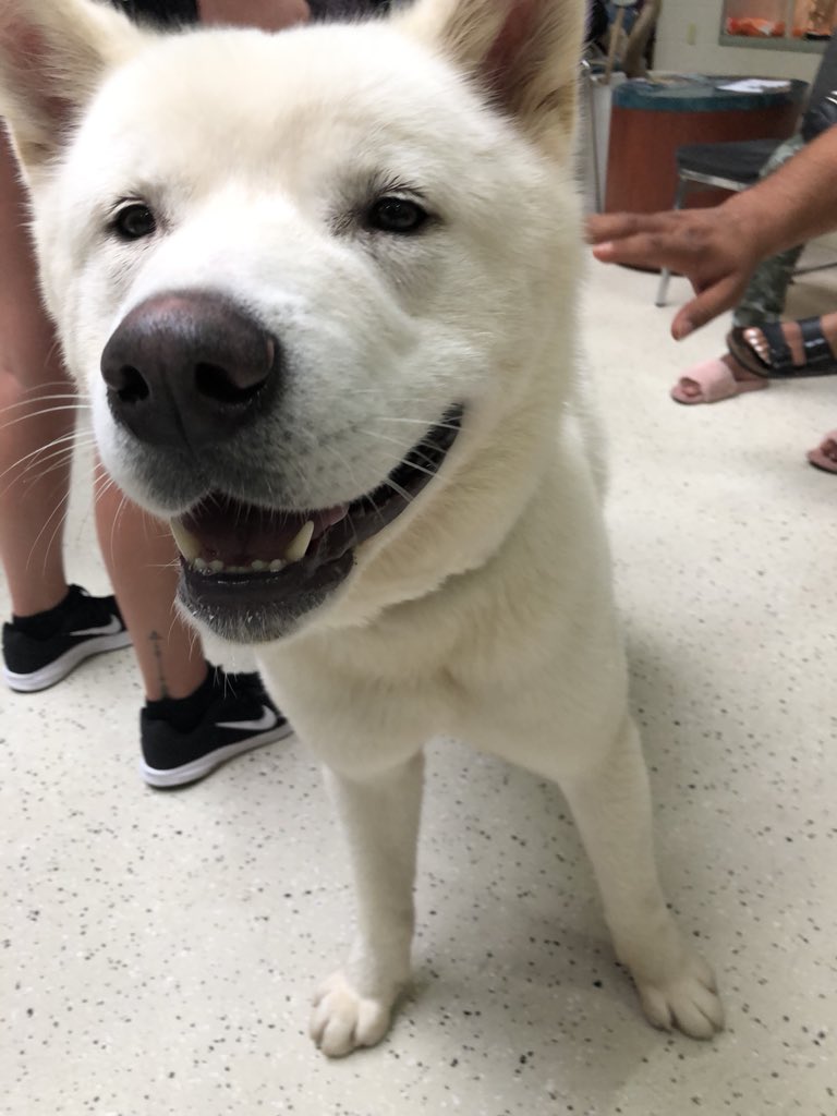 NEHumaneSociety's tweet photo. Mowgli is headed home! Congrats you fluffy boy! ❤️ #CleartheShelters https://t.co/qJvi3zGSCz