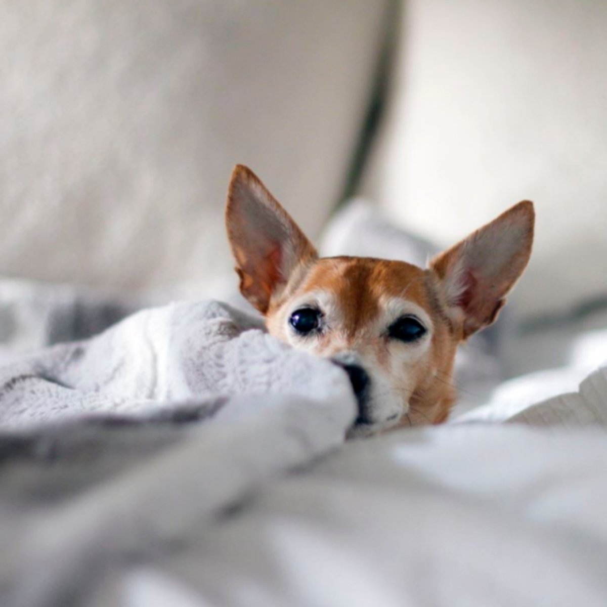 Lazy Creek Pet Food tweet media
