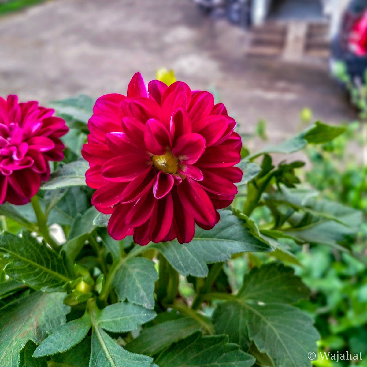|| Fresh flowers || 

#ShotOnNokia #Nokia8 #SwitchOnTheSunshine #nature #Flowers #growyourown @nothinbutanokia @pickit @TheLumians @NokiamobileIN @Nokiamobile @MobilePhotoBlog @NokiamobBlog @mynokiablog @Lightroom #Rains #BeautyAllAround #India