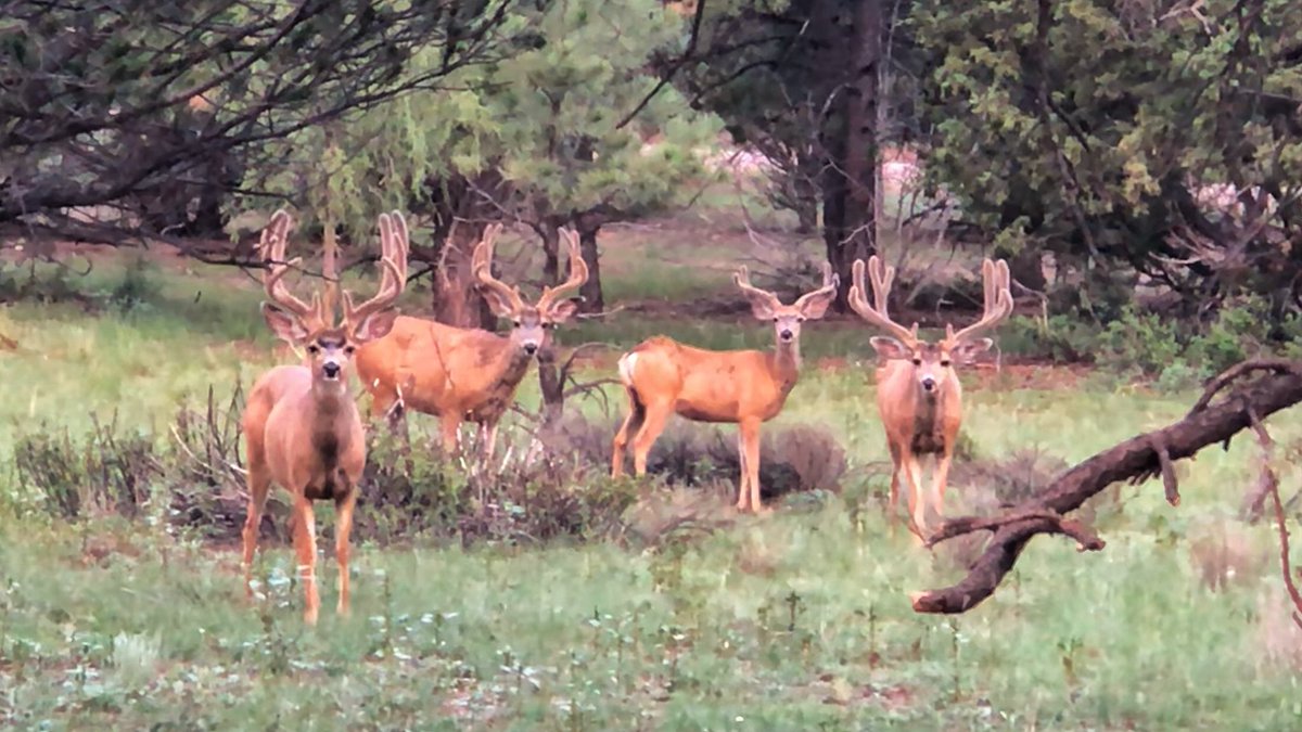 Nicholas Wheatley tweet media