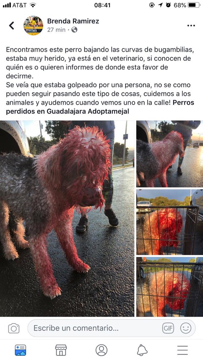 pamelar00498767's tweet image. Se encuentra en el hospital veterinario Bari, Guadalajara, Jalisco @nabileahumada