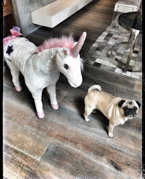 Look, two unicorns...