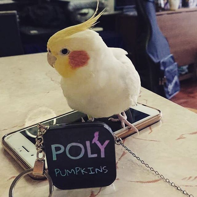 polypumpkins's tweet photo. Thank you ma_maggie my_little_chicken 😉
#analog #synth #gearporn #musicproducer #studioporn #vintagesynth #synths #synthesizer #musiclife #vintage #analogsynth #trueanalog #beatmaker #sounddesign #synthwave #cyberpunk #parrot #cockatiel #ableton #polypumpkins https://www.instag https://t.co/eIRCeHcXmv