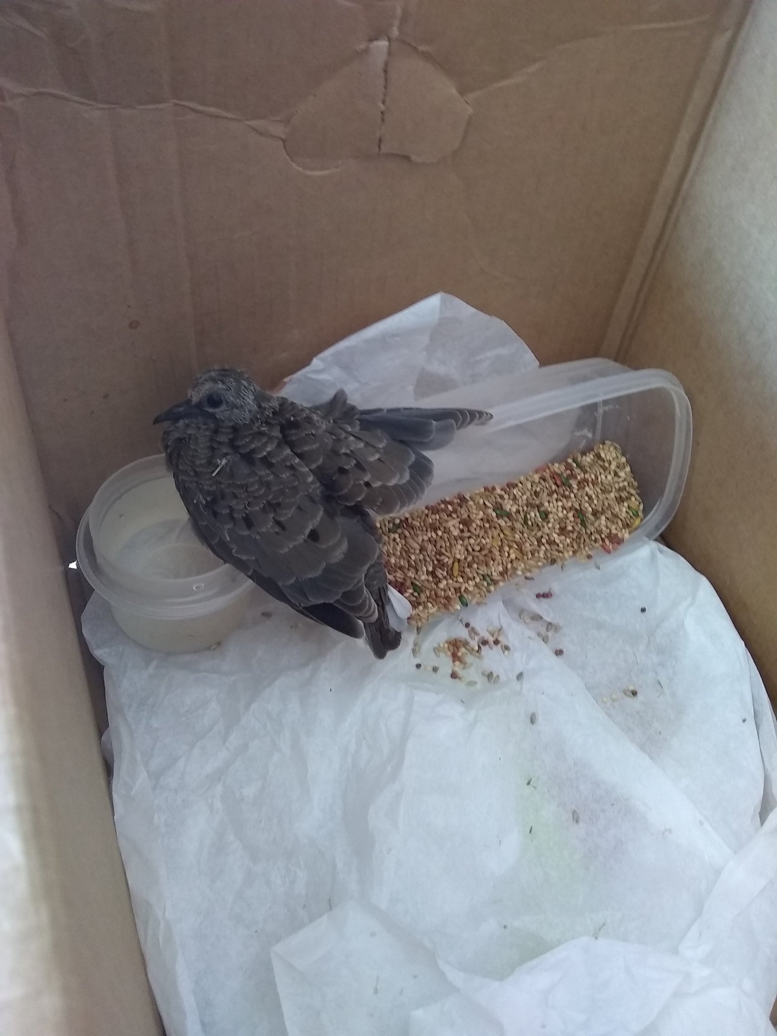 The Friendly Necromancer on Twitter: "Found an injured bird on my front  lawn ... Hmm ... What to do https://t.co/p2TlpZrbLy" / Twitter