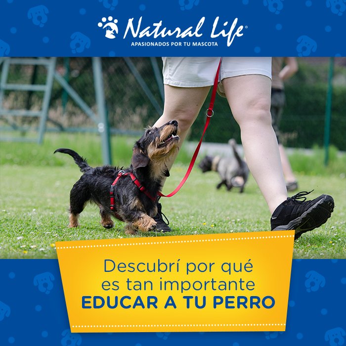 Natural Life Pet tweet media