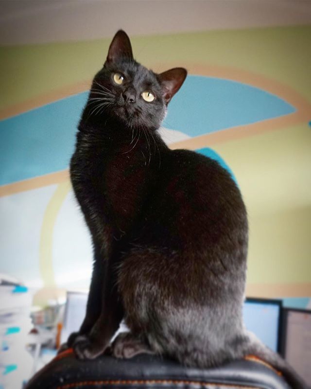 VashtaNeradaCat's tweet photo. I do enjoy being adored! 😻😹
#curvykitty #blackcatappreciationday https://t.co/UXHpSFeoOc https://t.co/9fSnYzV0KX