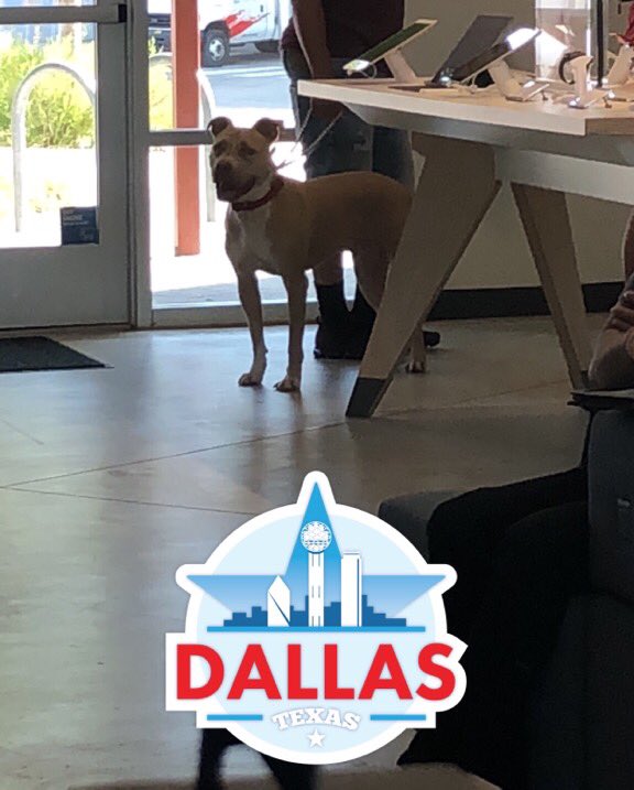 LizNolen24's tweet photo. Even the dog is excited about DTV Now! #DogFriendly #FirstPopUpEver #Dallas #NTXDynasty #HappyCustomers https://t.co/R5hjZoDQ1u