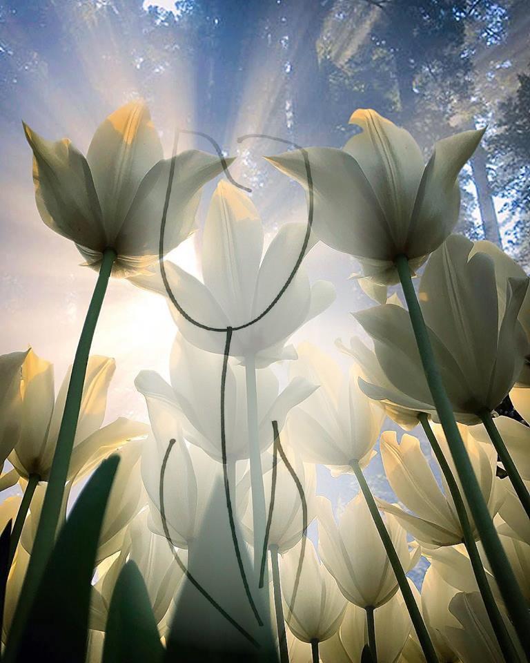 VacaFringe's tweet photo. Es día 18, y seguimos echando de menos #Fringe
#FringeFox #FringeonFox #WhiteTulip
#Facebook https://t.co/fD5hNRdydV https://t.co/B8FS3wMKxk