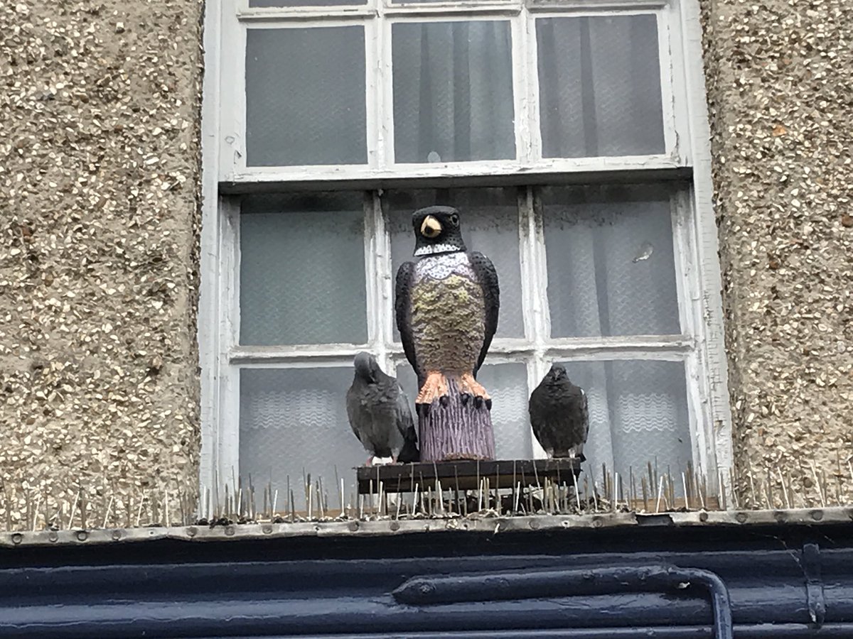 JaneLark's tweet image. 🤔mmm I don’t think the fake falcon is working #pigeonpose defiance from the pigeons 🐦#funnyanimals
