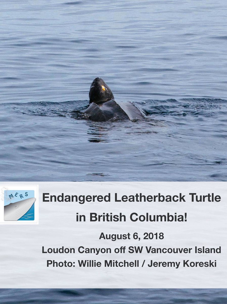 All_Coastal's tweet image. This is so monumental. An endangered Leatherback Turtle has been documented off the coast of British Columbia. They belong here but sightings are so rare. Less than 135 have been documented since the 1930s.
#leatherbacks #SeaTurtle