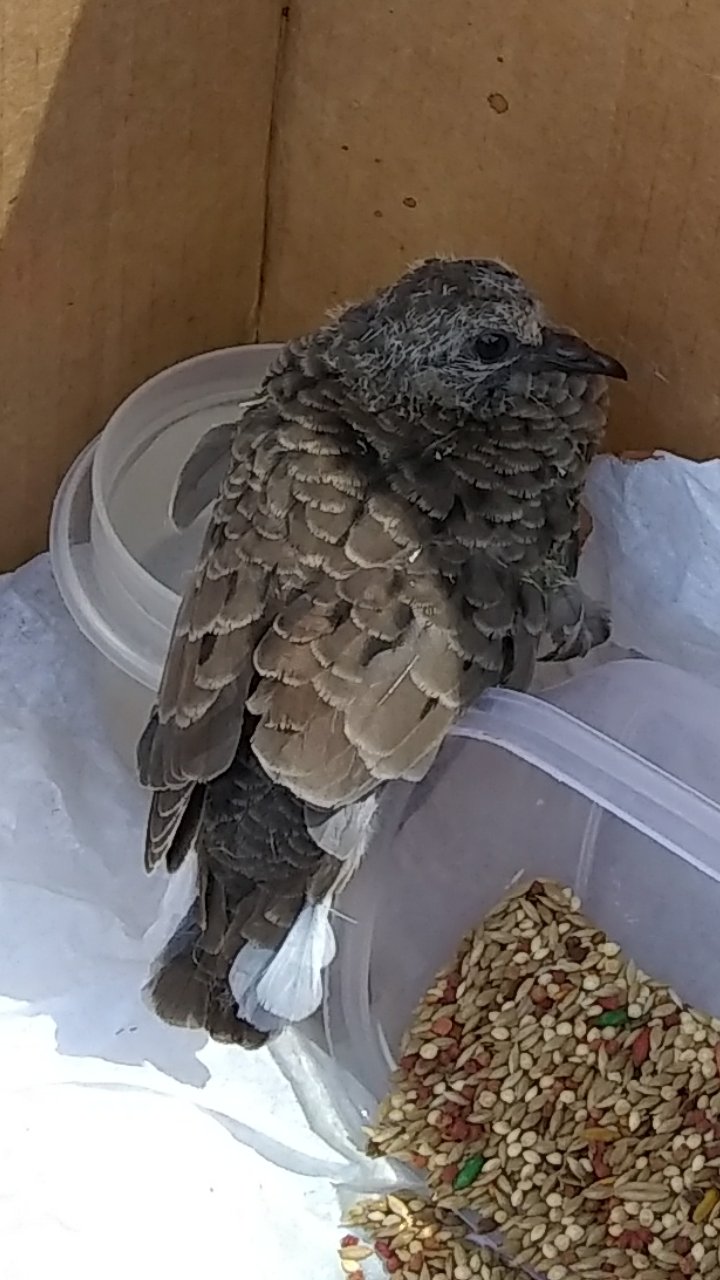 The Friendly Necromancer on Twitter: "Pedro is pretty chill ... definitely  has a broken wing. Anyone know what kind of bird he is?  https://t.co/tf7HD9sk4h" / Twitter