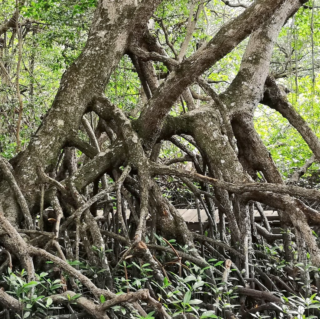 Mangle_Blanco's tweet photo. Hey @Mangroves,
#MangroveArt is an alternative way to gain awareness on #NatureContributionToPeople #NCP #ecosystemservice 
#BocasDelAtrato #UrabáGulf #southerncaribbean #Colombia
#scicomm #sciart
@UdeACiencia https://t.co/OgVMdRm9VF