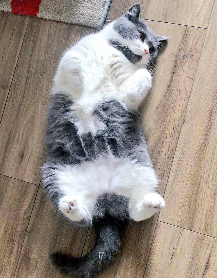 dingdingran's tweet image. 是什么让你胖成一个正方形的？是猫粮吗？不是！是罐头吗？不是！
是我对你无节制的爱！！