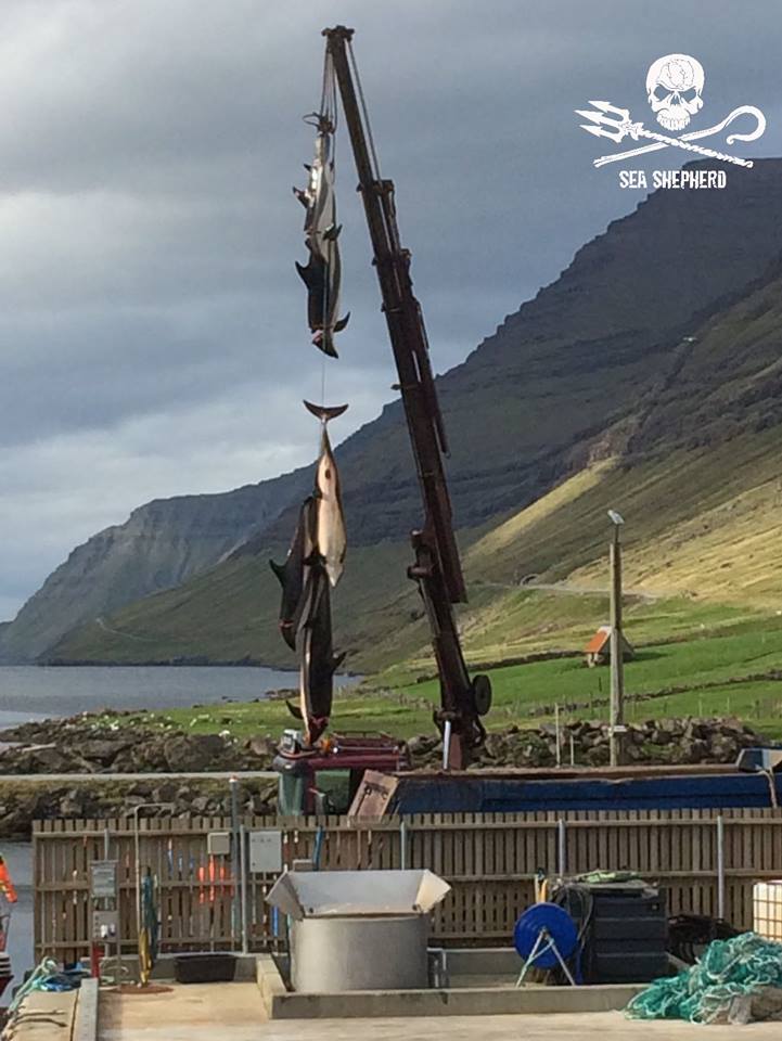 Seasaver's tweet image. It is mind-boggling that in a world of massively diminishing wildlife, one small, corrupted community - which is part of the kingdom of Denmark, an EU country - is allowed to brazenly and cruelly slaughter protected cetaceans...~&amp;gt; facebook.com/BluePlanetSoc/… @KarmenuVella @EU_ENV